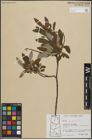 Foto von Salix planifolia Pursh